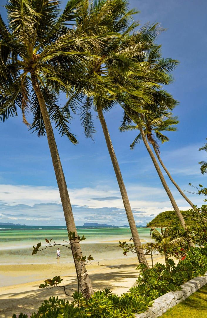 Coconut palms lining Koh Samui beach near Chaweng