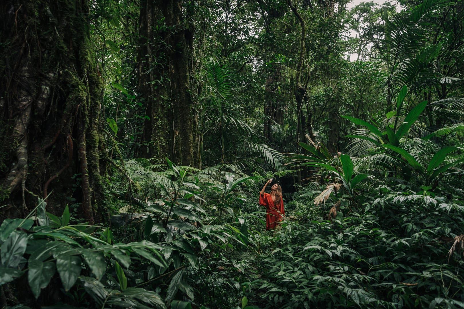 Lush green forest canopy on challenging hikes Koh Samui