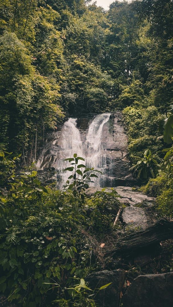 Dense rainforest canopy on Koh Samui