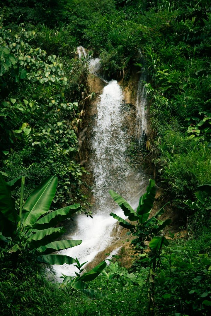 Close up of jungle plants and ferns