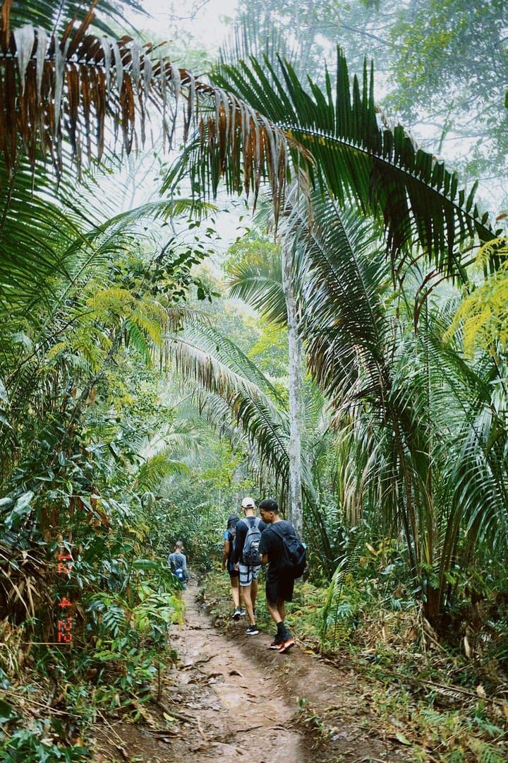 Tropical forest hiking near Na Muang waterfalls Koh Samui guide