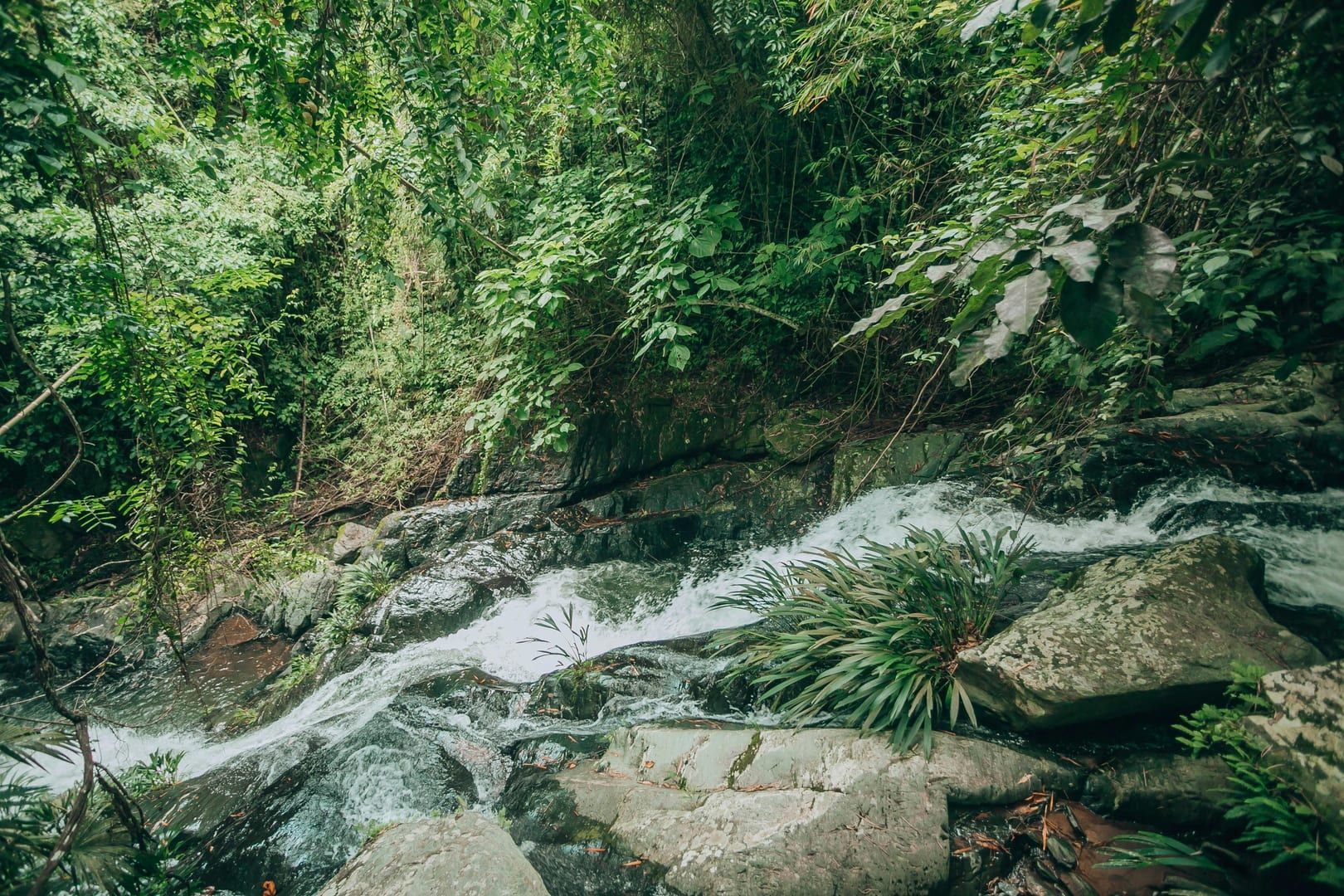 Tranquil creek flowing through vibrant forest on Koh Samui jungle hike