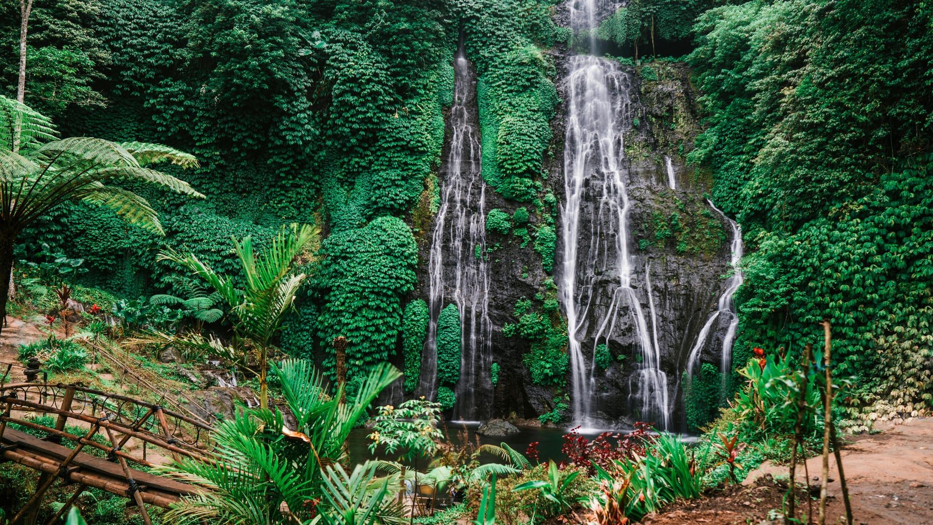 Detailed shot of tropical flora at Zong Raue